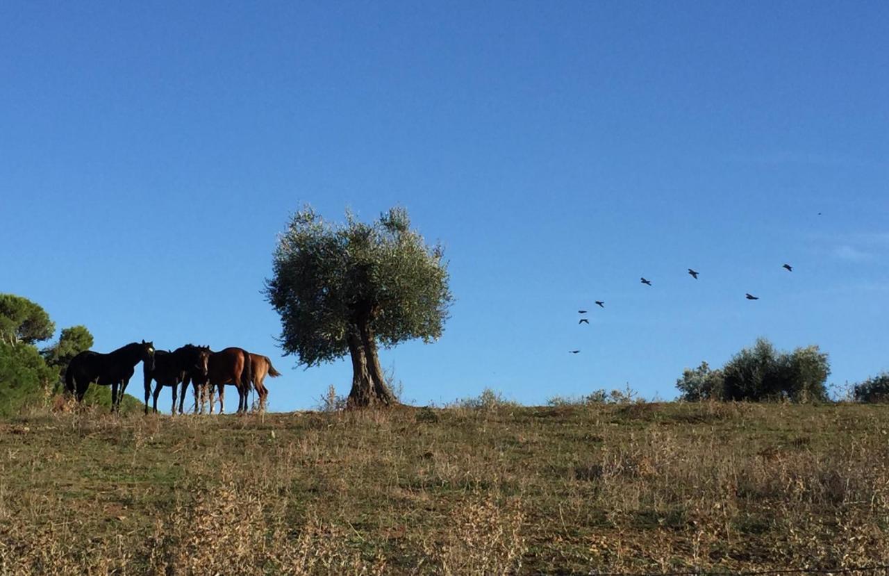 Agriturismo La Valentina Nuova Villa Talamone Kültér fotó