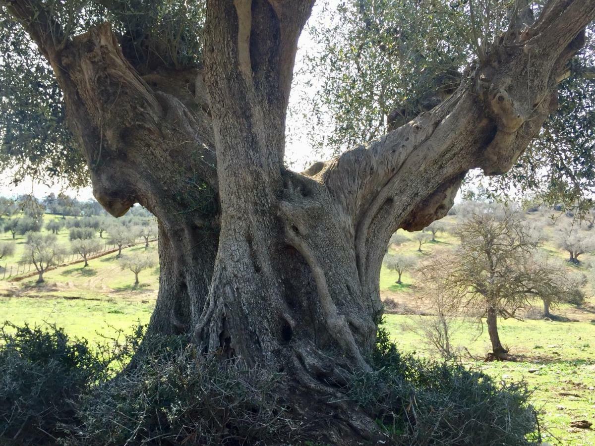 Agriturismo La Valentina Nuova Villa Talamone Kültér fotó