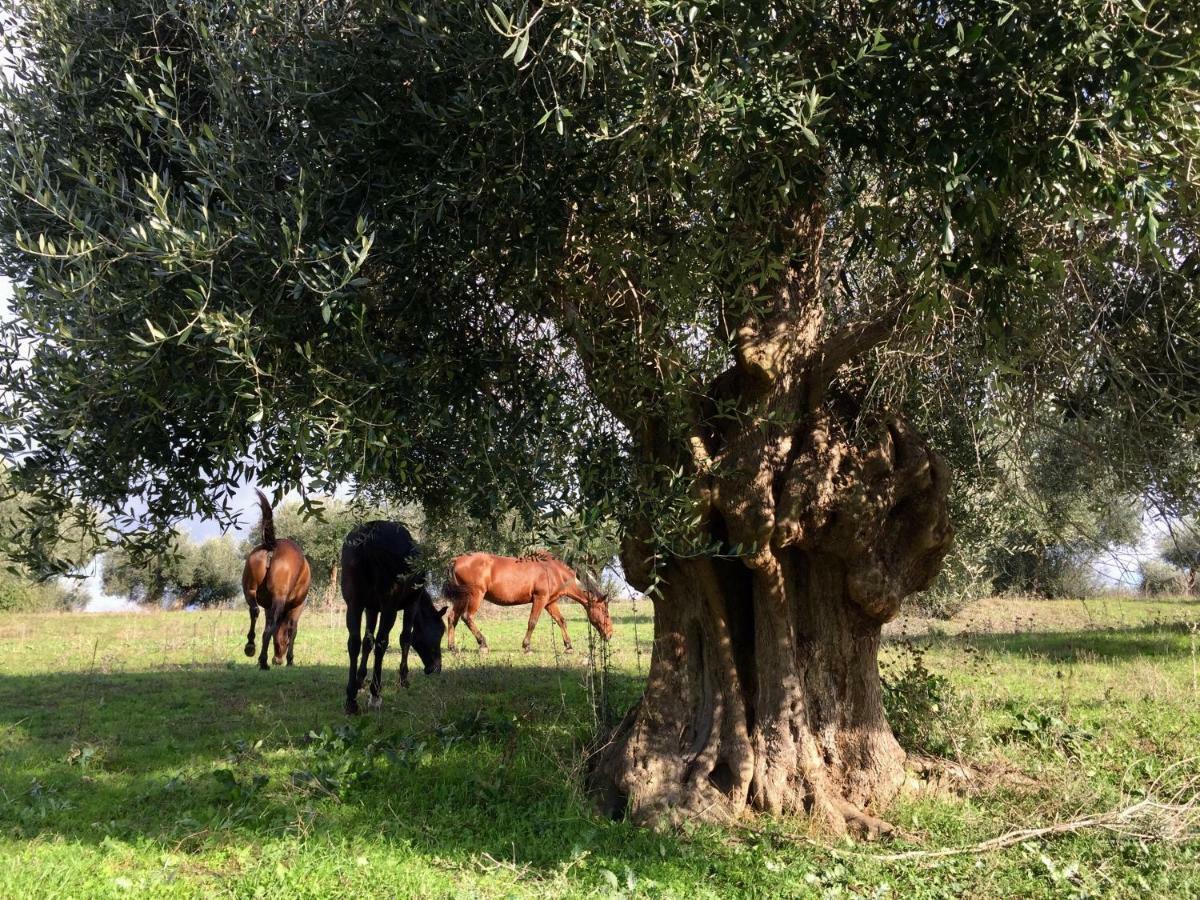 Agriturismo La Valentina Nuova Villa Talamone Kültér fotó